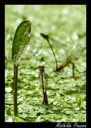 Ponte de Nymphe au corps de feu - Pyrrhosoma nymphula